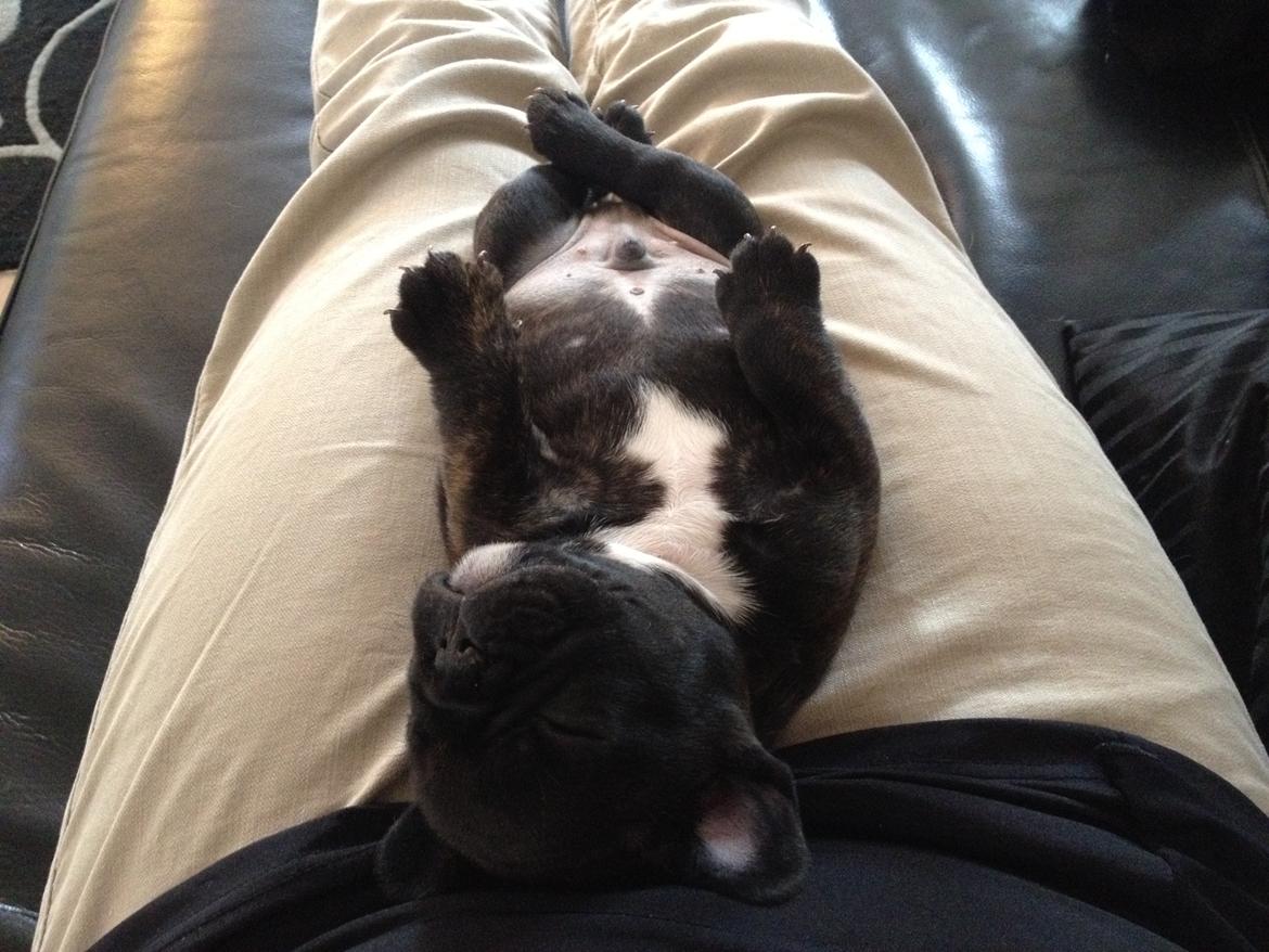 Fransk bulldog Balder - 5uger og 3dage gammel.  billede 18