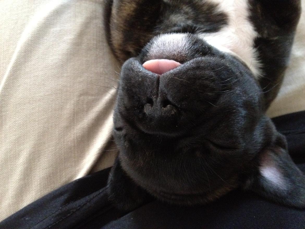 Fransk bulldog Balder - Charme-bøf nr. 1!  billede 19