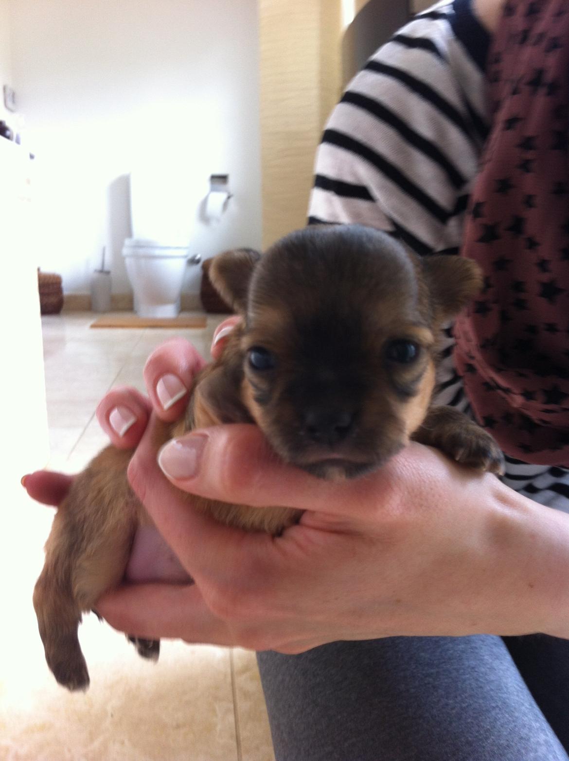 Chihuahua House Of Holtens Delicia (Ronja) - 2,5 uger gammel billede 14