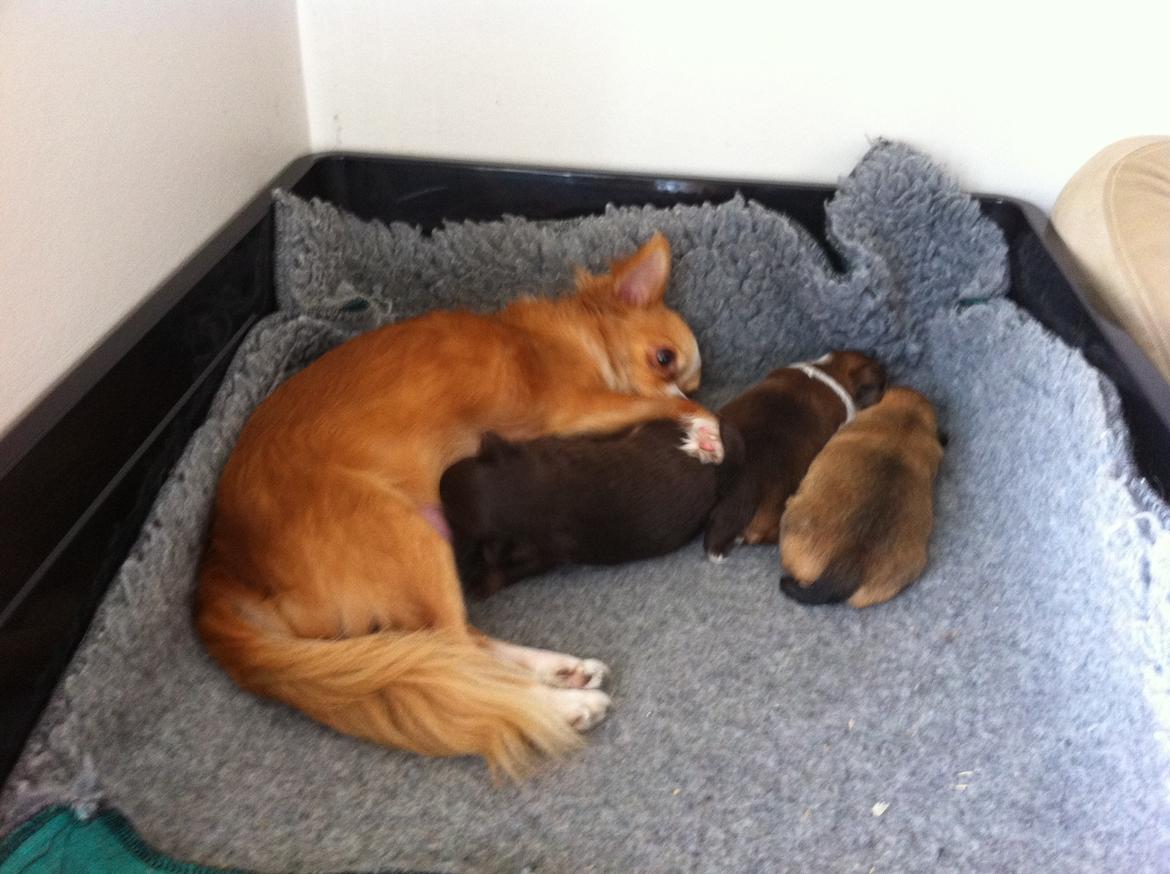 Chihuahua House Of Holtens Delicia (Ronja) - Med mor, bror og søster :-) billede 13