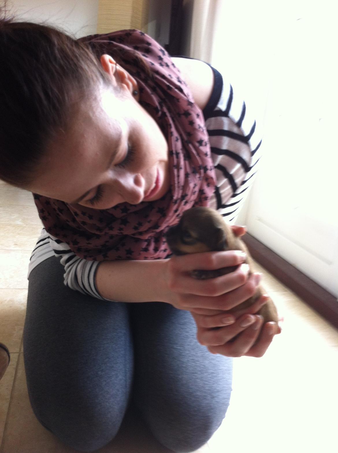 Chihuahua House Of Holtens Delicia (Ronja) - 2,5 uger billede 15