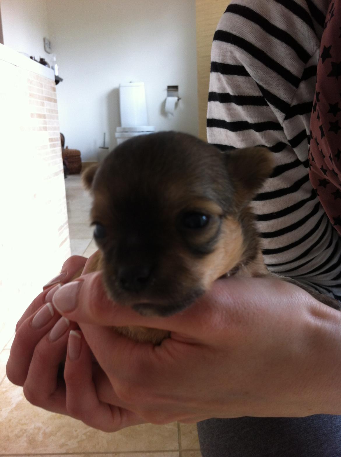 Chihuahua House Of Holtens Delicia (Ronja) - 2,5 uger billede 16