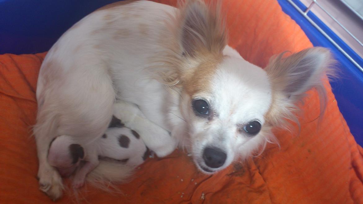 Chihuahua Tutte - Er vi ikke fine?:=) billede 12