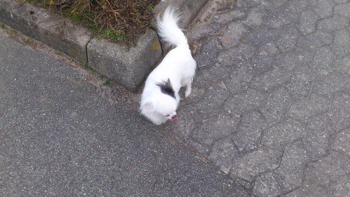 Chihuahua Oskar - Uh, her skal jeg tisse, for vi er på ferie i skive fjord, så der skal lugte af mig til skræk og rædsel for fremmede :b billede 12