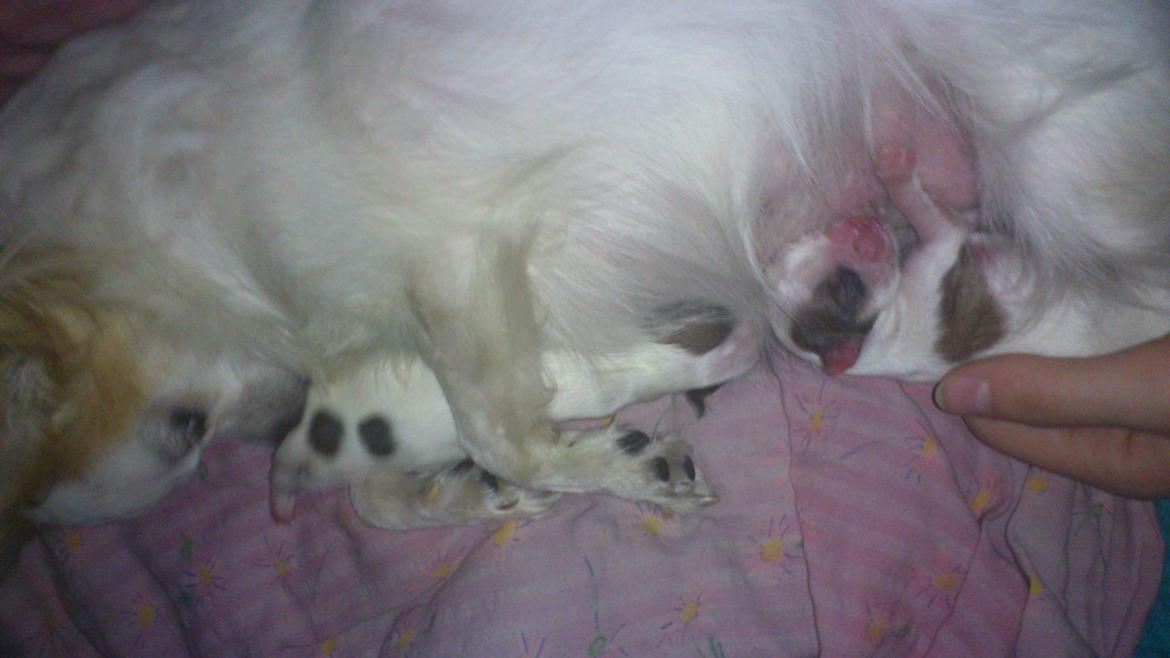 Chihuahua Tutte billede 13