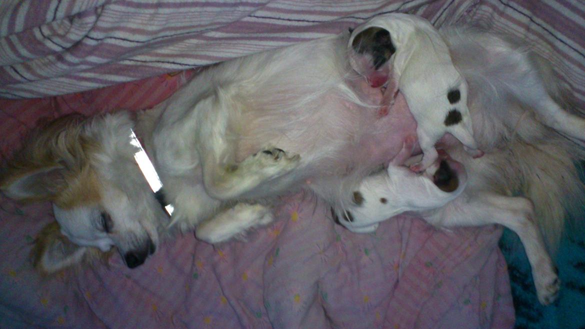 Chihuahua Tutte billede 14