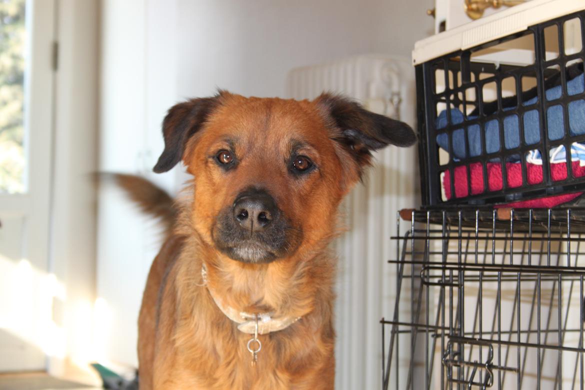 Blanding af racer Molly billede 14