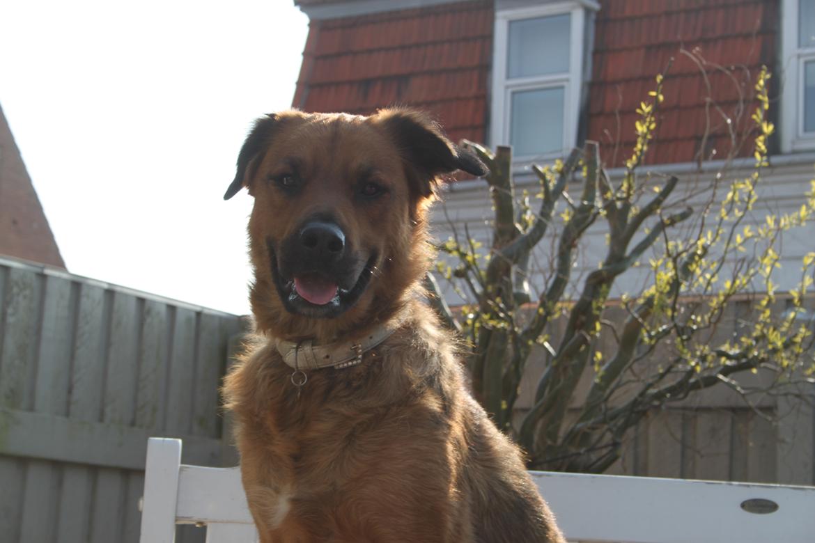 Blanding af racer Molly billede 15