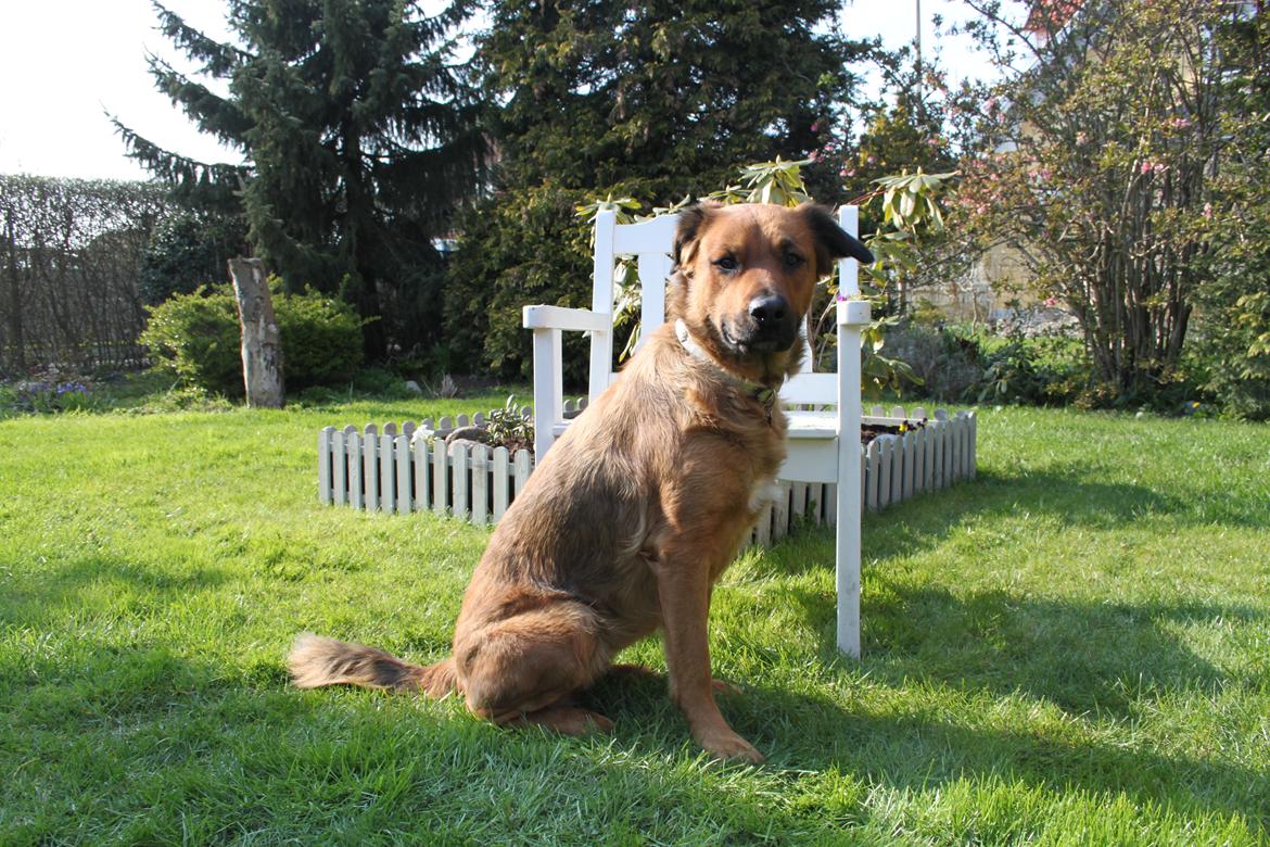 Blanding af racer Molly billede 16