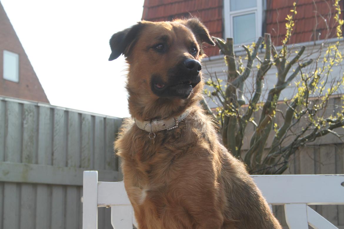 Blanding af racer Molly billede 17