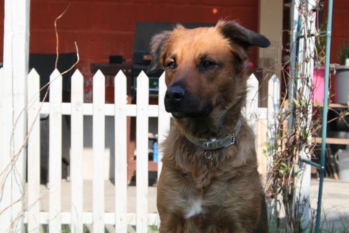 Blanding af racer Molly billede 18