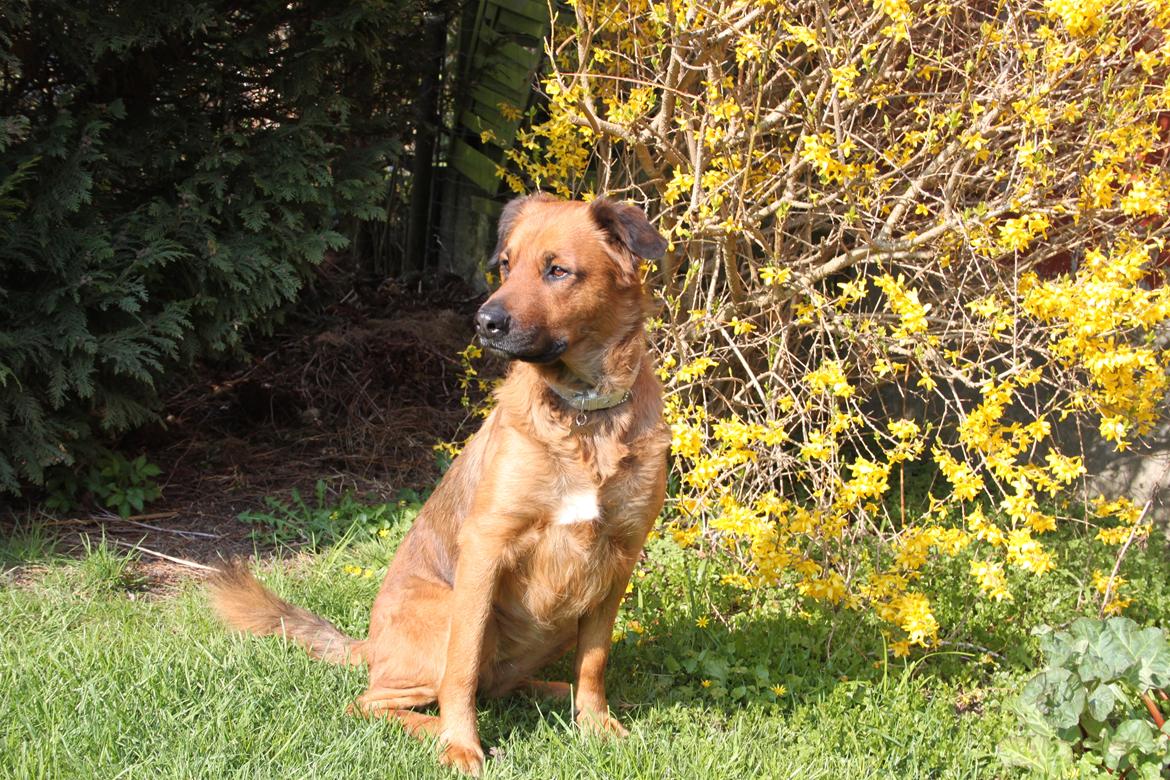 Blanding af racer Molly billede 19