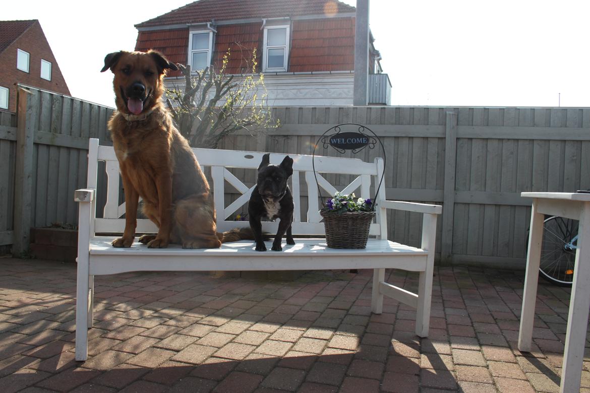 Blanding af racer Molly billede 20