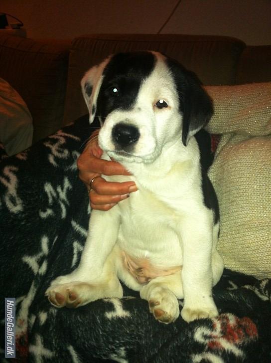 Blanding af racer Anton - Dagen hvor vi fik ham. Anton 9 uger gammel :-) billede 3