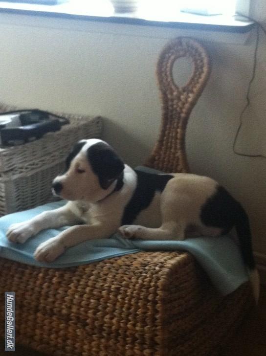 Blanding af racer Anton - Anton 13 uger gammel. billede 4