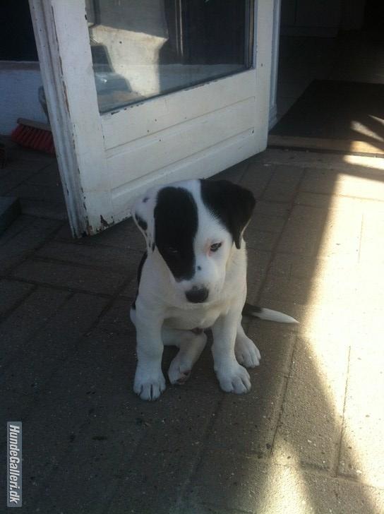 Blanding af racer Anton billede 5