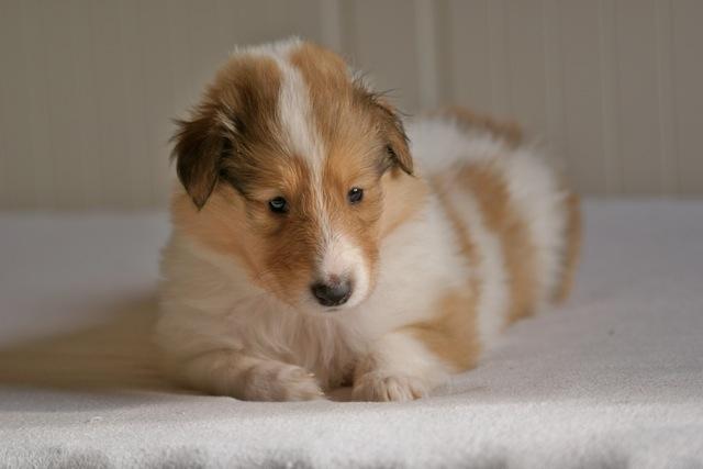 Collie langhåret Fie billede 6