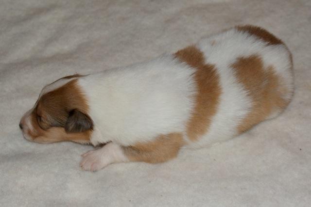 Collie langhåret Fie billede 7