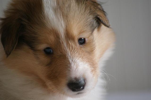 Collie langhåret Fie billede 8