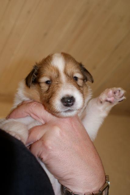 Collie langhåret Fie billede 9