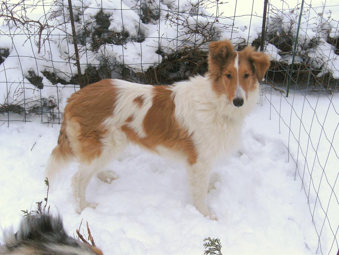 Collie langhåret Fie billede 10