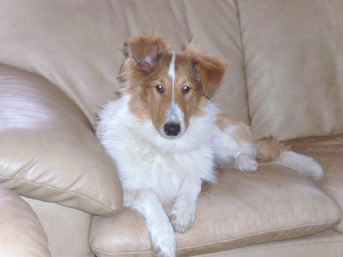 Collie langhåret Fie billede 11
