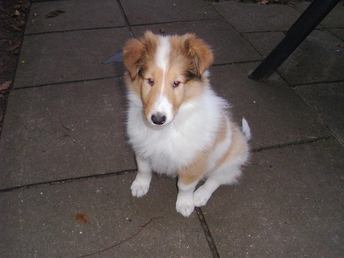 Collie langhåret Fie billede 12