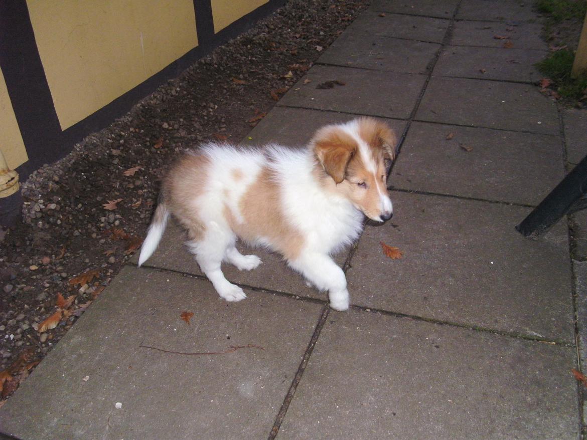 Collie langhåret Fie billede 13