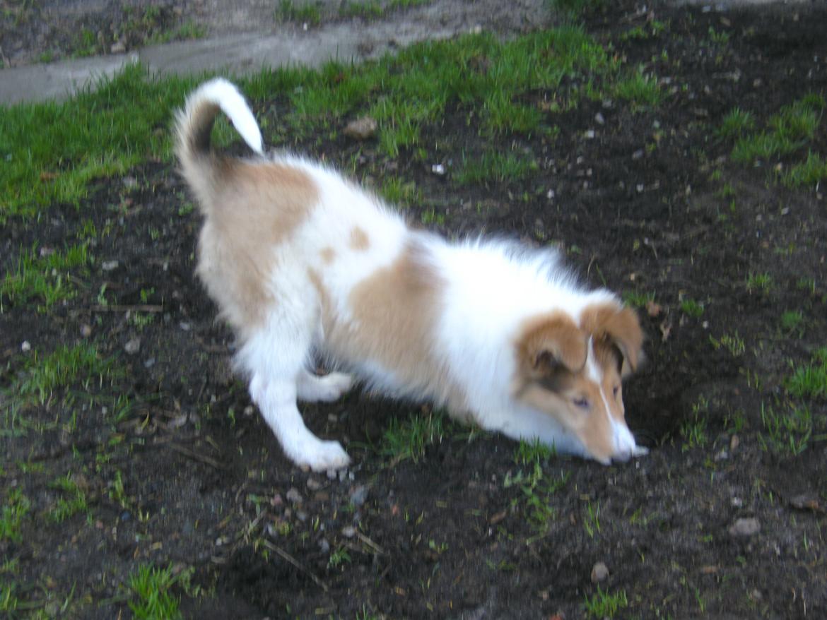 Collie langhåret Fie billede 14