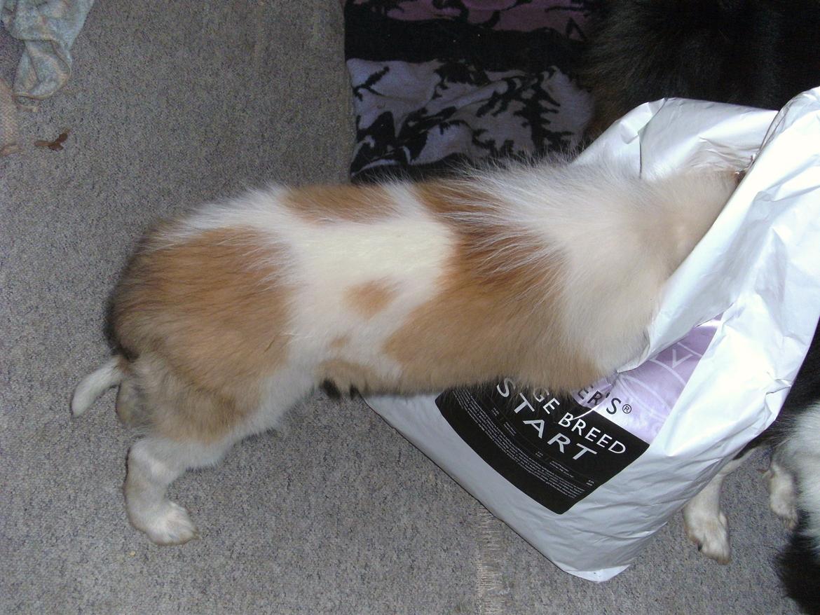 Collie langhåret Fie billede 15