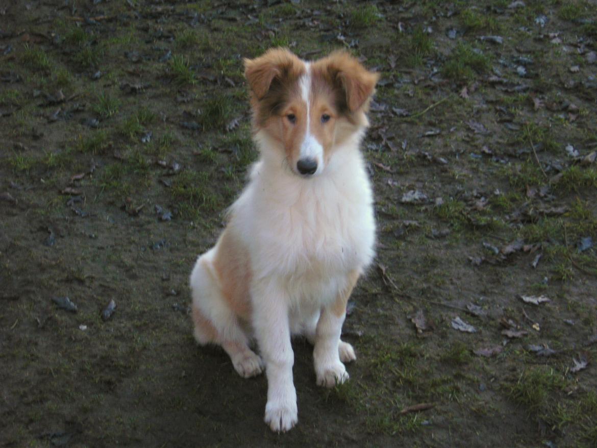 Collie langhåret Fie billede 16