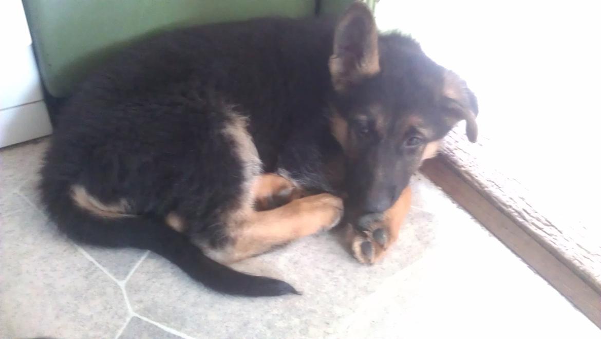 Schæferhund Elverhøj Karouso (Joey) - joey´s første dag hos os billede 2