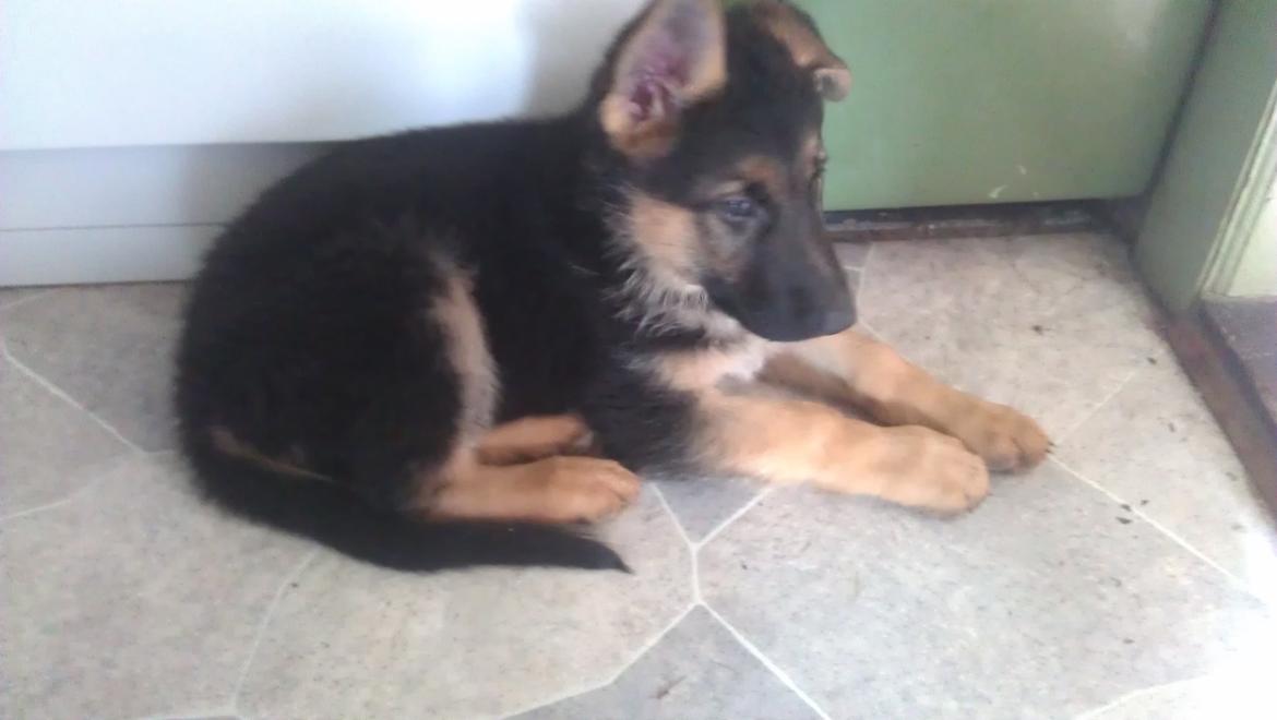 Schæferhund Elverhøj Karouso (Joey) billede 3