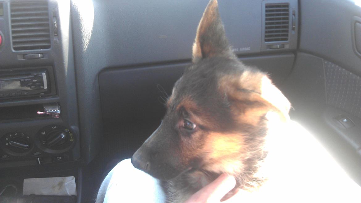 Schæferhund Elverhøj Karouso (Joey) - turen hjem og joey´s første køre tur billede 1