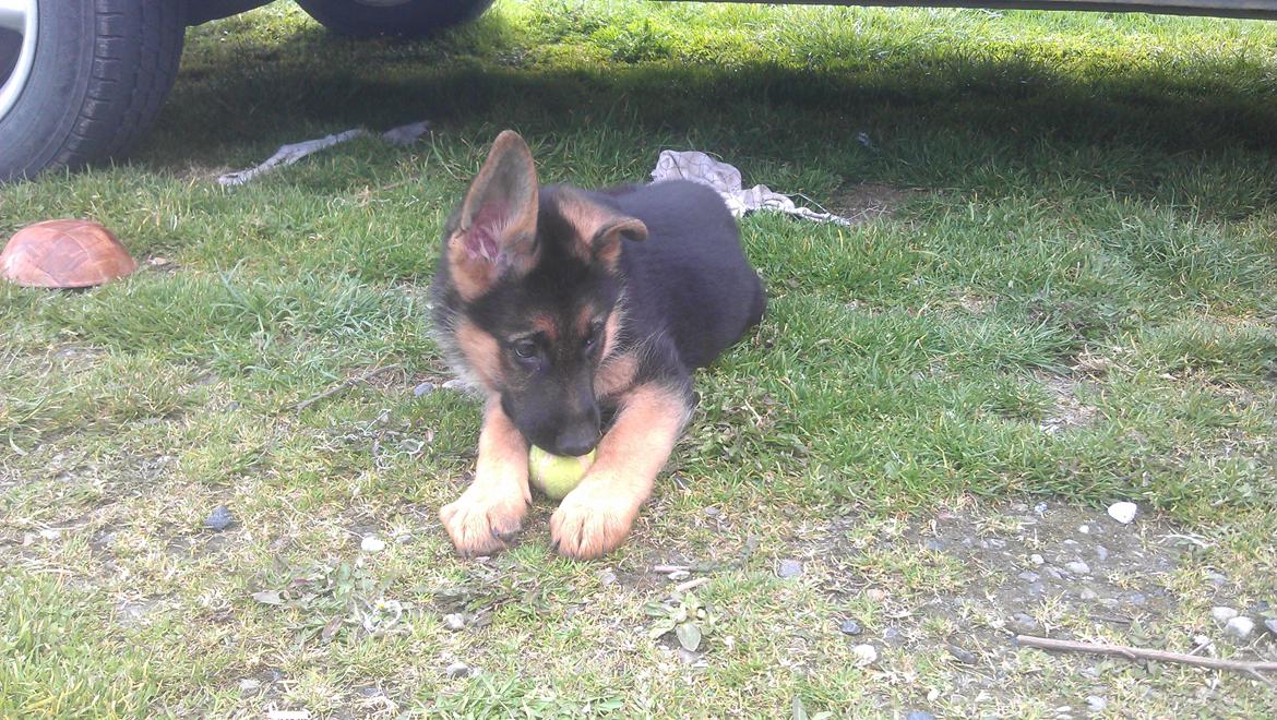Schæferhund Elverhøj Karouso (Joey) billede 4