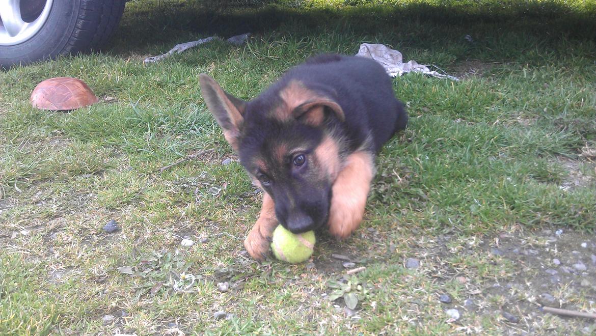 Schæferhund Elverhøj Karouso (Joey) - wee har fået en bold.. billede 5