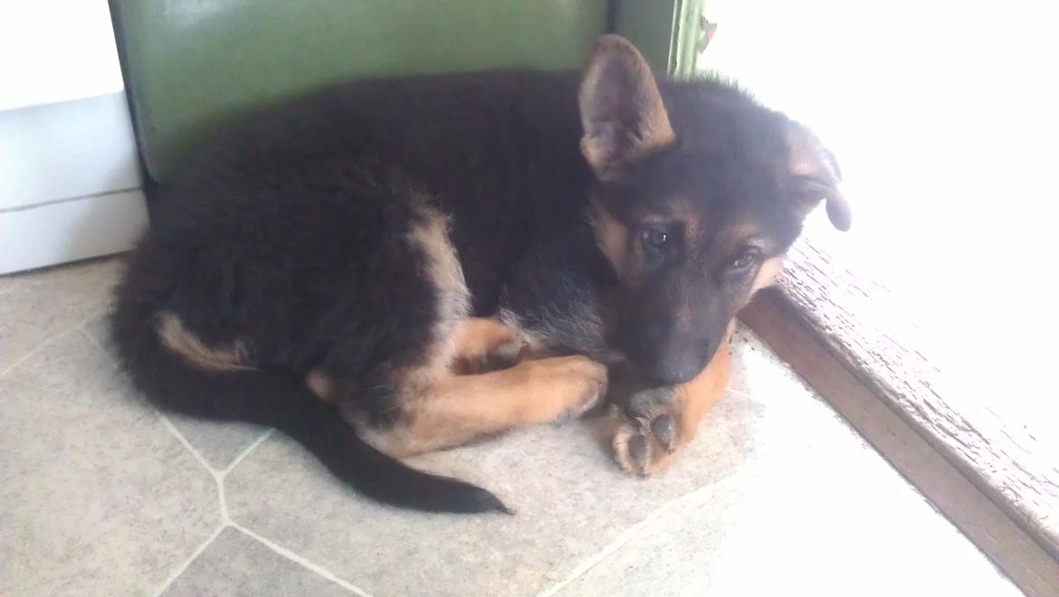 Schæferhund Elverhøj Karouso (Joey) billede 6