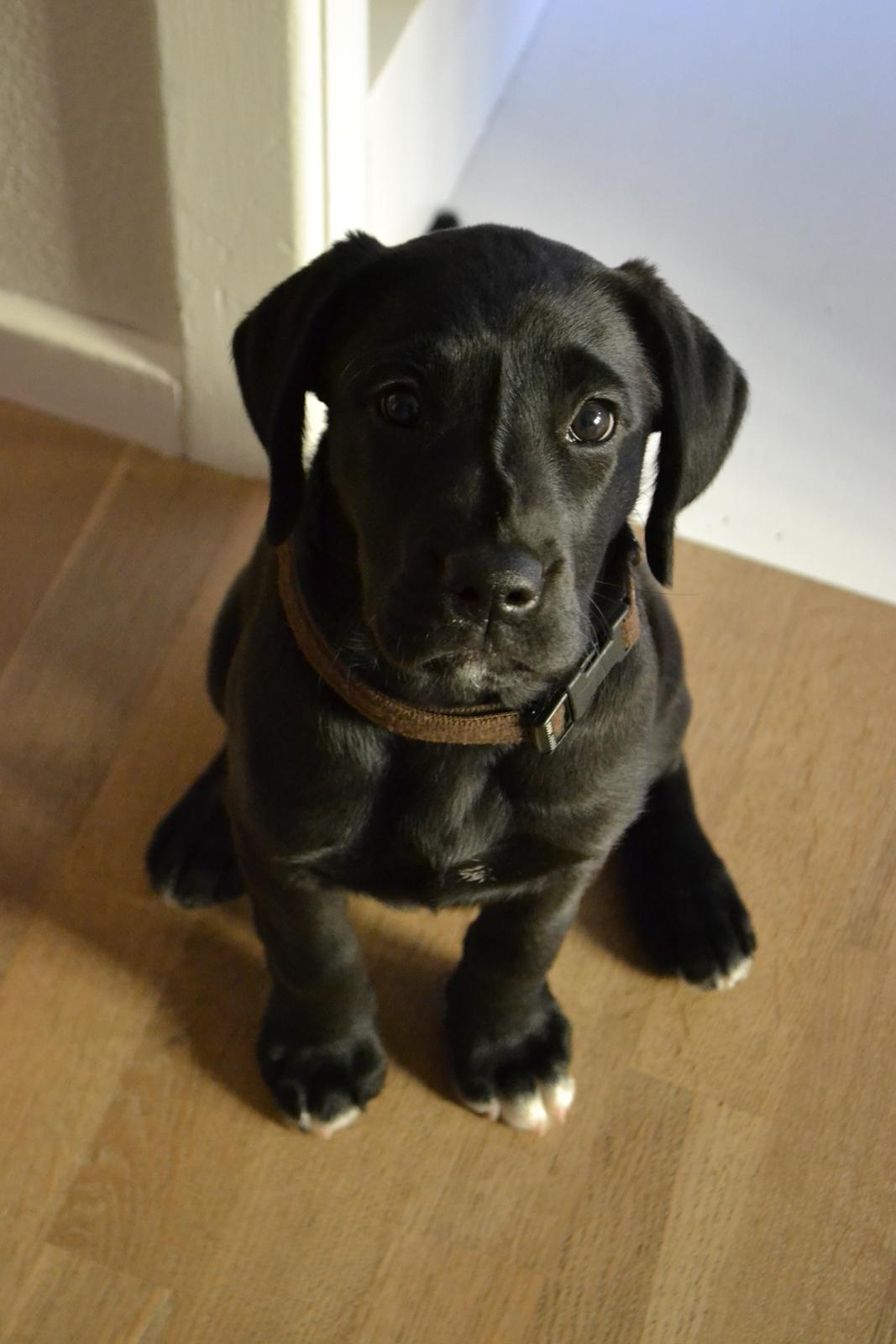 Blanding af racer Bell (labrador/boxer) - Kig i kameraet ;-)
10 uger. billede 4