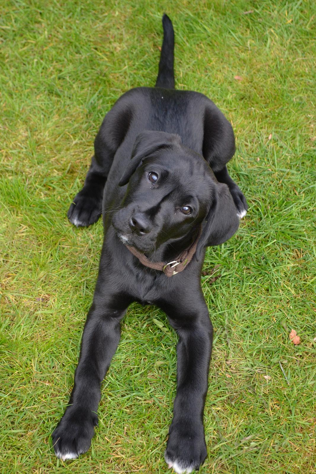 Blanding af racer Bell (labrador/boxer) - Hvad er det du siger mor? 
10 uger. billede 5