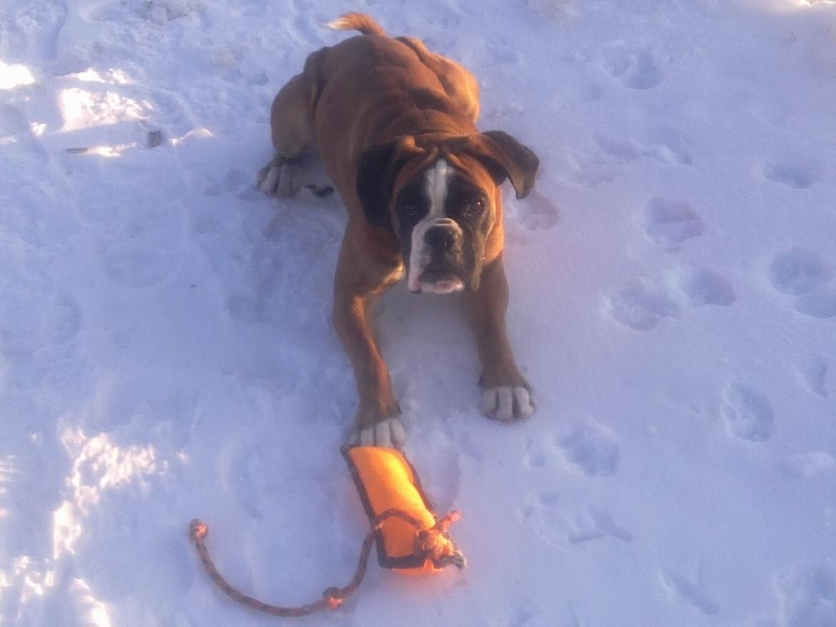 Boxer Boxon Engel (Bessie) billede 9