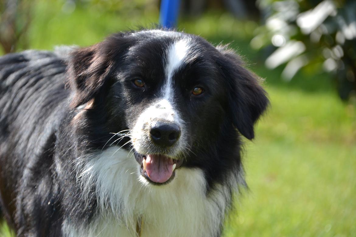 Border collie Nicko billede 5