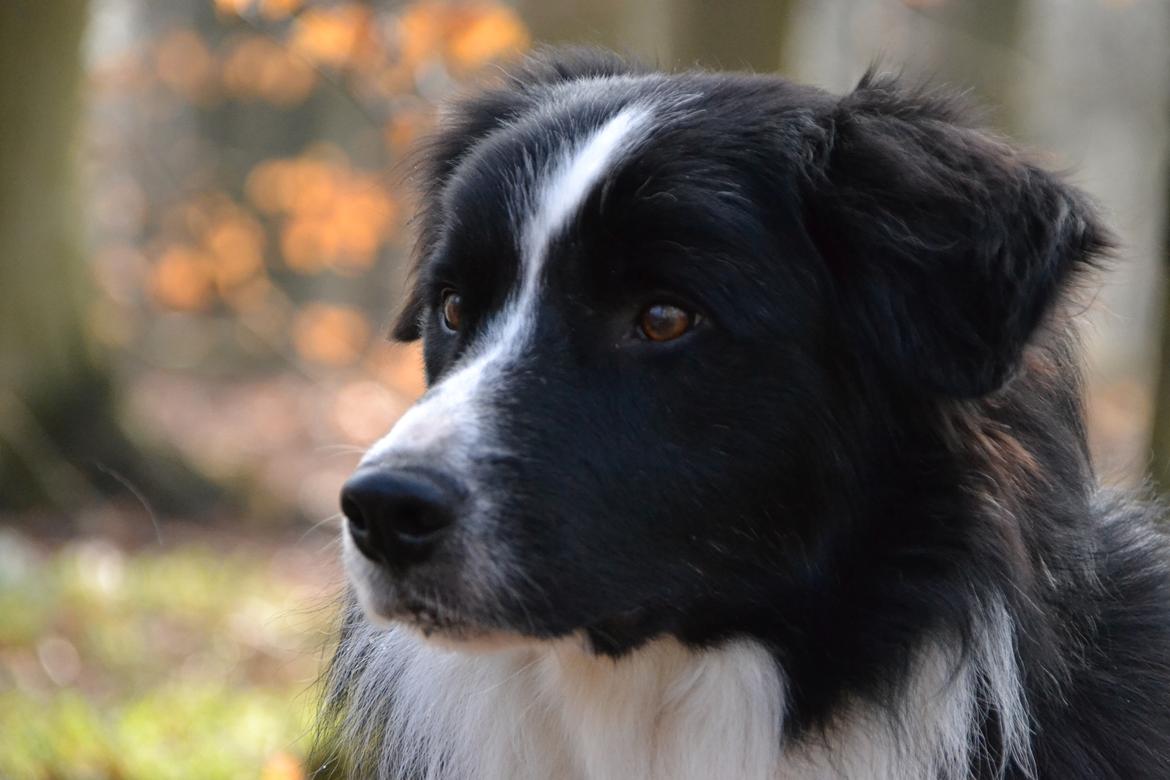 Border collie Nicko billede 2
