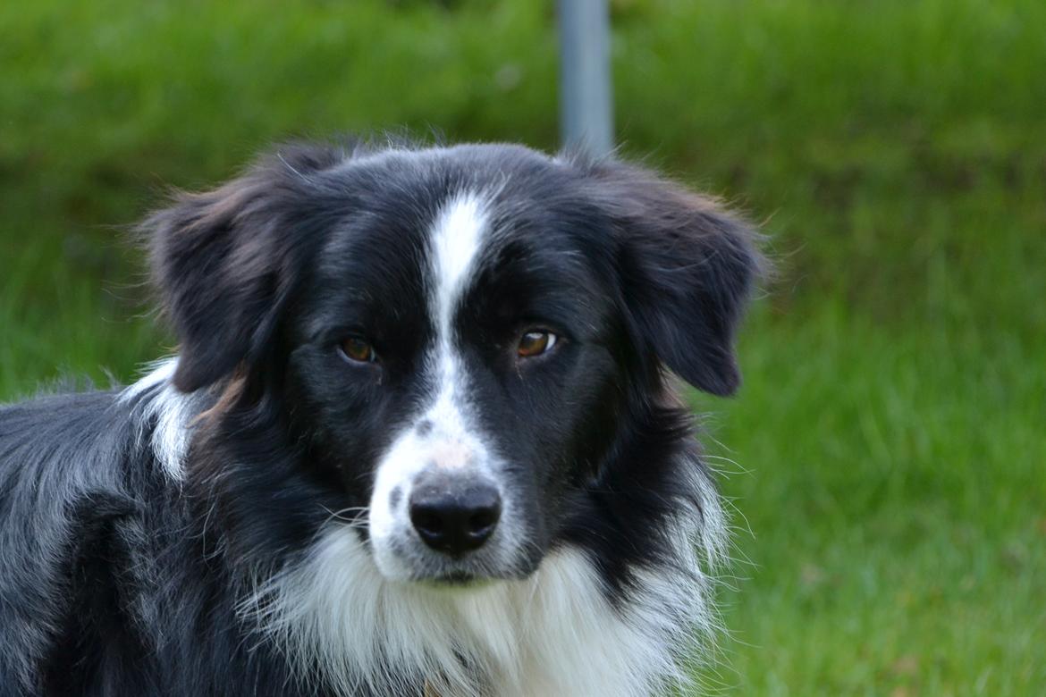 Border collie Nicko billede 6