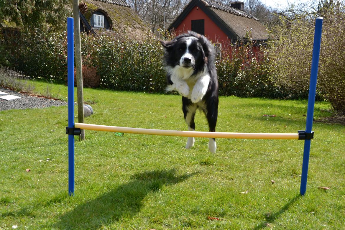 Border collie Nicko billede 7