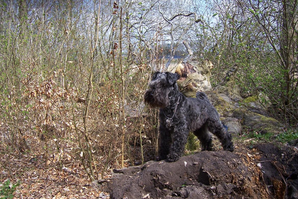 Dvaergschnauzer Schnauzerlyst´s Lucky Boy - Hej, og velkommen til min profil xD  billede 14