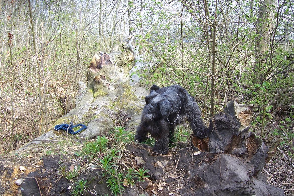 Dvaergschnauzer Schnauzerlyst´s Lucky Boy - Jeg leger gummie Tarzan xD billede 15