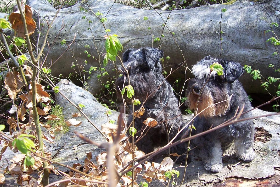 Dvaergschnauzer Schnauzerlyst´s Lucky Boy - Min dejlige bror og mig <3 billede 16