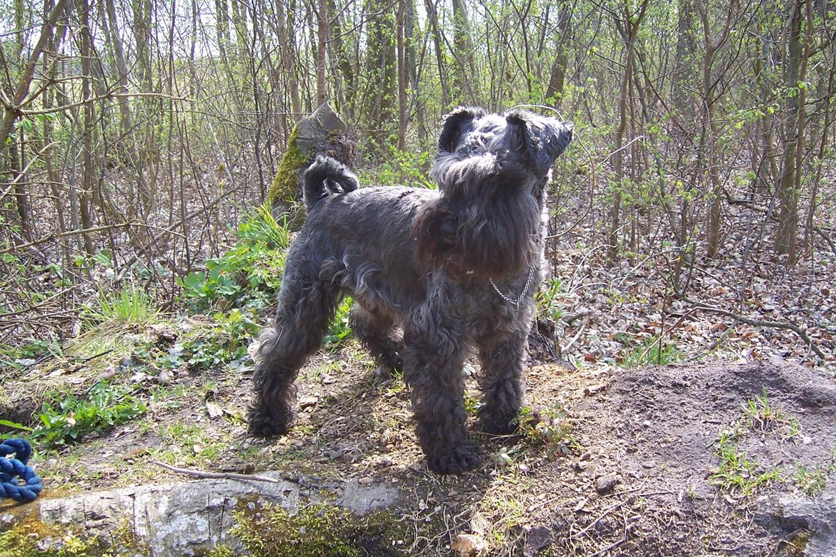 Dvaergschnauzer Schnauzerlyst´s Lucky Boy - Eij, se hvor fin jeg er, altså! billede 17