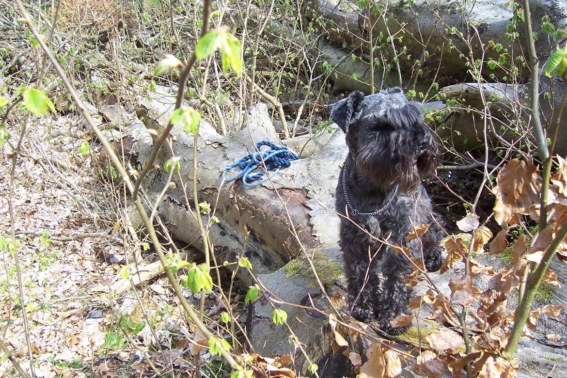 Dvaergschnauzer Schnauzerlyst´s Lucky Boy - SE MIG!!! billede 18