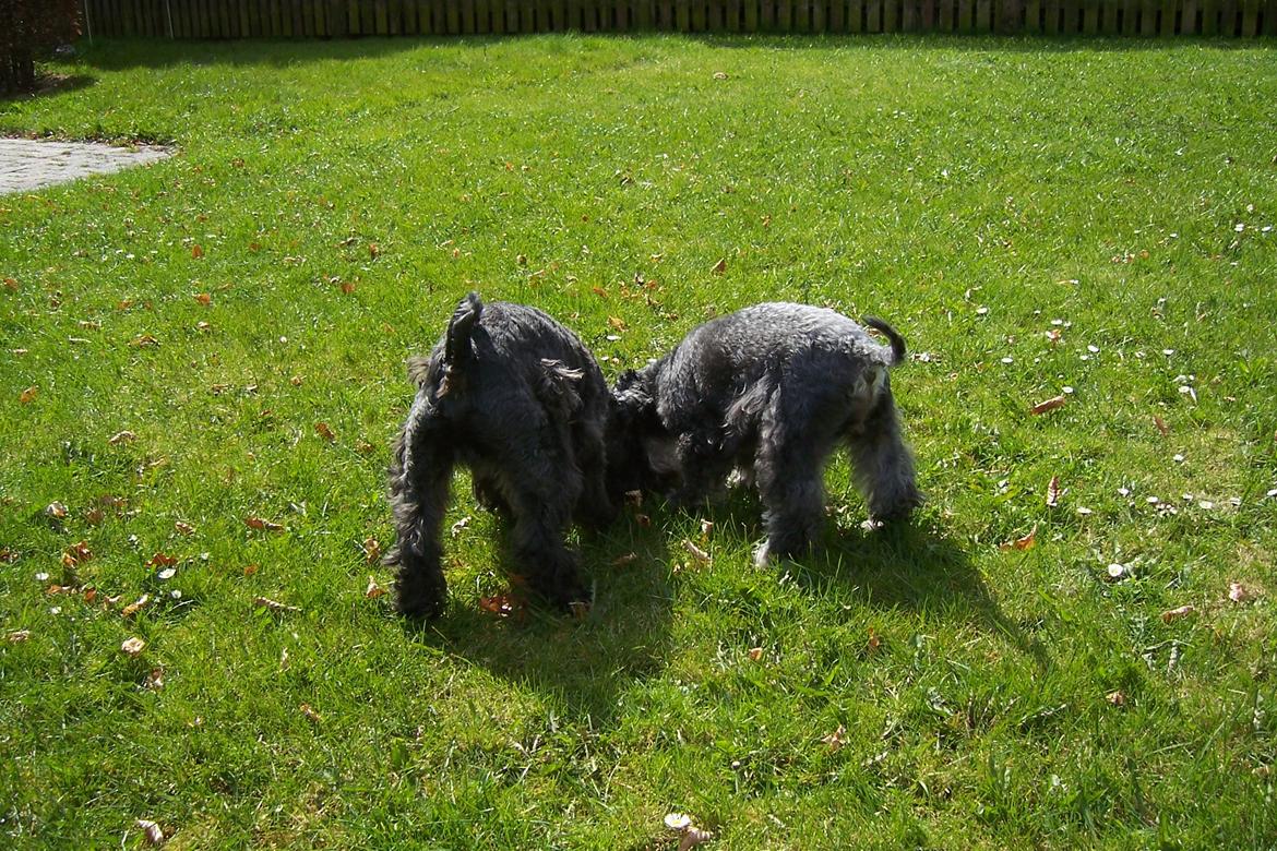 Dvaergschnauzer Schnauzerlyst´s Lucky Boy - We got big butts and we cant not lie... billede 20